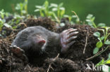 Mole (Talpa europaea)