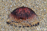 Compass Jellyfish (Chrysaora hysoscella)