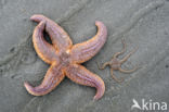 Common starfish (Asterias rubens)