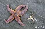 Common starfish (Asterias rubens)