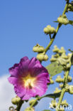 Althaea rosea