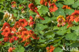 Garden Nasturnium (Tropaeolum majus)