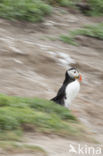 Atlantic Puffin (Fratercula arctica)