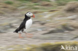 Atlantic Puffin (Fratercula arctica)