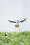 Atlantic Puffin (Fratercula arctica)