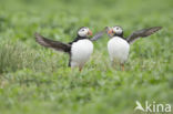 Atlantic Puffin (Fratercula arctica)