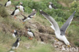 Atlantic Puffin (Fratercula arctica)