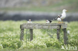 Atlantic Puffin (Fratercula arctica)