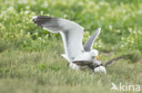 Atlantic Puffin (Fratercula arctica)