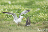 Atlantic Puffin (Fratercula arctica)