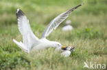 Atlantic Puffin (Fratercula arctica)