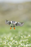 Atlantic Puffin (Fratercula arctica)