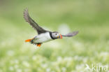 Atlantic Puffin (Fratercula arctica)