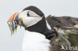 Atlantic Puffin (Fratercula arctica)