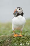 Atlantic Puffin (Fratercula arctica)