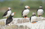 Atlantic Puffin (Fratercula arctica)