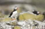 Atlantic Puffin (Fratercula arctica)