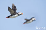 Atlantic Puffin (Fratercula arctica)