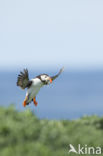 Atlantic Puffin (Fratercula arctica)