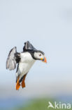 Atlantic Puffin (Fratercula arctica)