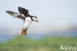 Atlantic Puffin (Fratercula arctica)