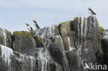 Papegaaiduiker (Fratercula arctica)