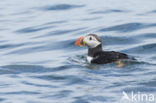 Atlantic Puffin (Fratercula arctica)