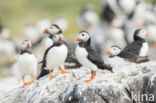 Atlantic Puffin (Fratercula arctica)