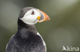 Atlantic Puffin (Fratercula arctica)