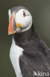 Atlantic Puffin (Fratercula arctica)