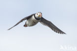 Atlantic Puffin (Fratercula arctica)