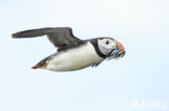 Atlantic Puffin (Fratercula arctica)