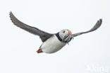 Atlantic Puffin (Fratercula arctica)