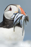 Atlantic Puffin (Fratercula arctica)