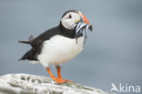 Atlantic Puffin (Fratercula arctica)