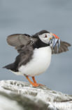 Atlantic Puffin (Fratercula arctica)