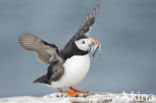 Atlantic Puffin (Fratercula arctica)