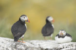 Atlantic Puffin (Fratercula arctica)