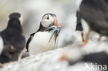 Atlantic Puffin (Fratercula arctica)