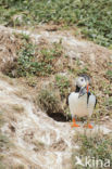 Atlantic Puffin (Fratercula arctica)