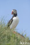 Atlantic Puffin (Fratercula arctica)