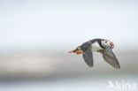 Atlantic Puffin (Fratercula arctica)