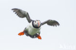 Atlantic Puffin (Fratercula arctica)