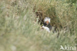 Papegaaiduiker (Fratercula arctica)