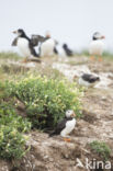 Atlantic Puffin (Fratercula arctica)