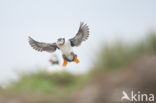 Atlantic Puffin (Fratercula arctica)