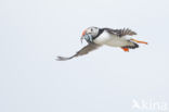 Atlantic Puffin (Fratercula arctica)