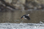 Atlantic Puffin (Fratercula arctica)