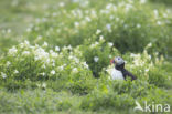 Atlantic Puffin (Fratercula arctica)