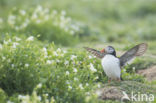 Atlantic Puffin (Fratercula arctica)